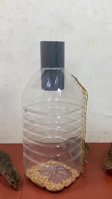 Spotlight content by a Snapchat user
