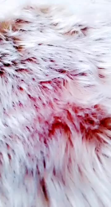 Preview for a Spotlight video that uses the TIGER GROWL Lens
