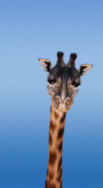 Preview for a Spotlight video that uses the Cute Giraffe  Lens