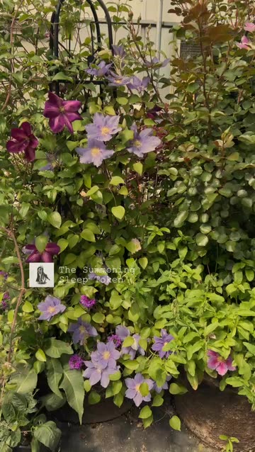 Google Lens Plant Identification Videos