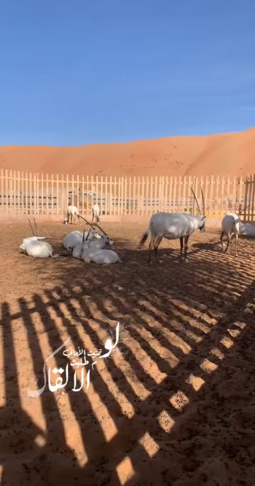 Preview for a Spotlight video that uses the expressions Lens