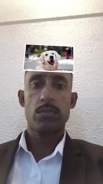 Preview for a Spotlight video that uses the Dog breed are you Lens