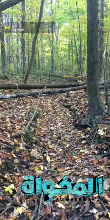 Preview for a Spotlight video that uses the The woods Lens