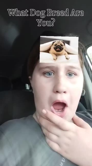Preview for a Spotlight video that uses the What Dog Breed Lens