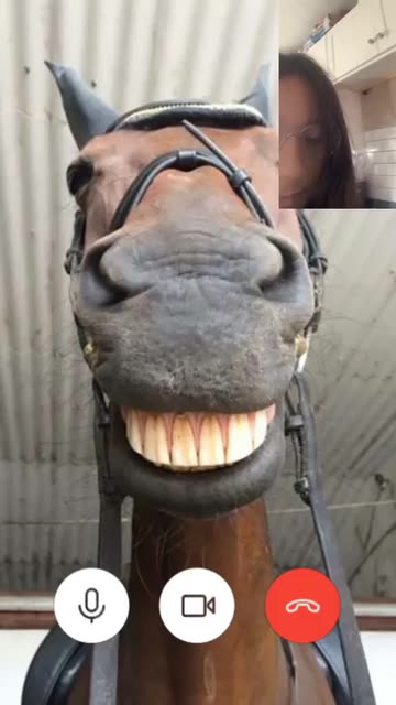 Preview for a Spotlight video that uses the Horse Video Call Lens