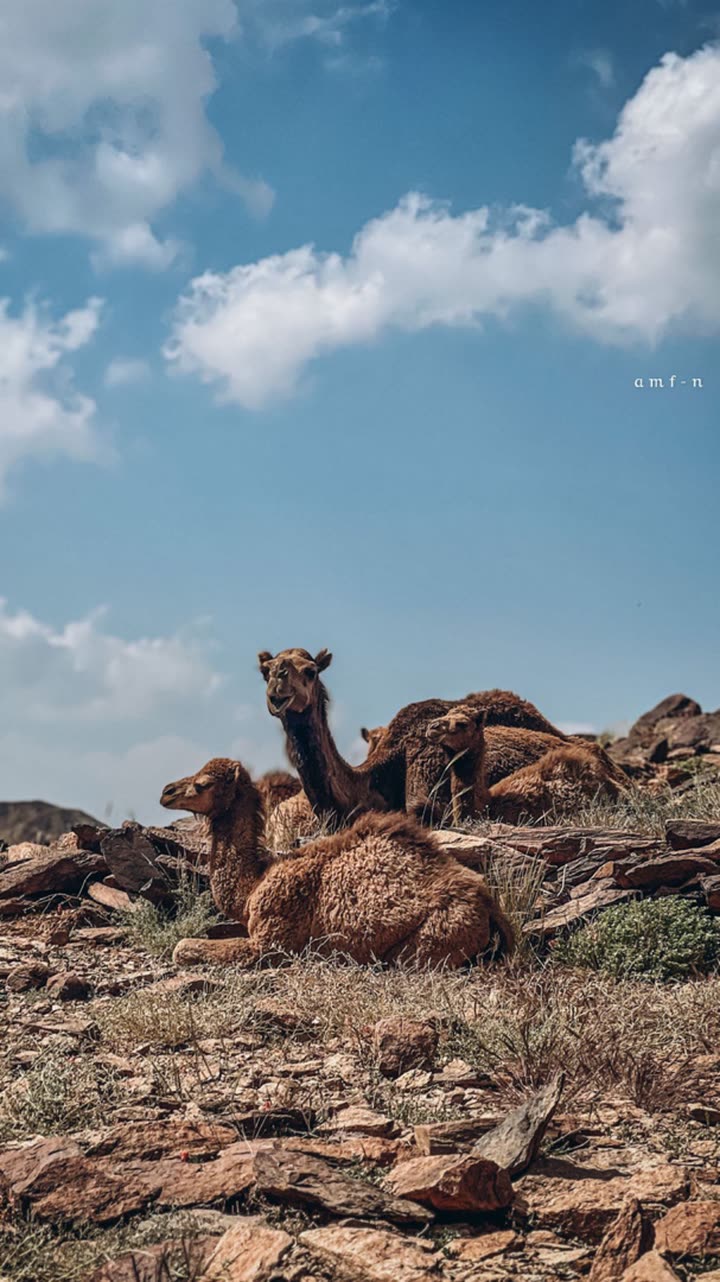 محتوى سناب شات لـ أحمد آل مسعود.