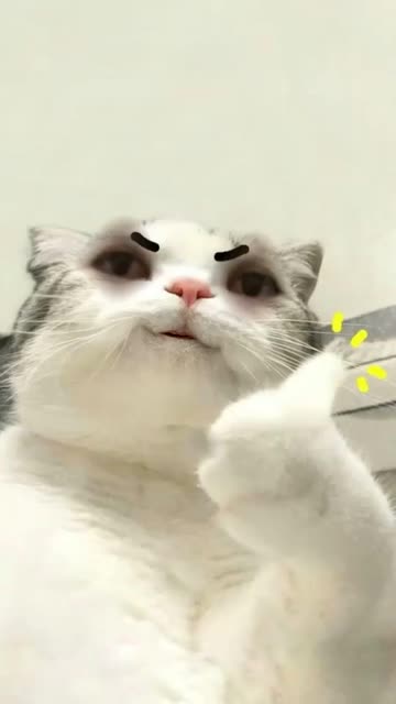 Preview for a Spotlight video that uses the cat thumbs up Lens