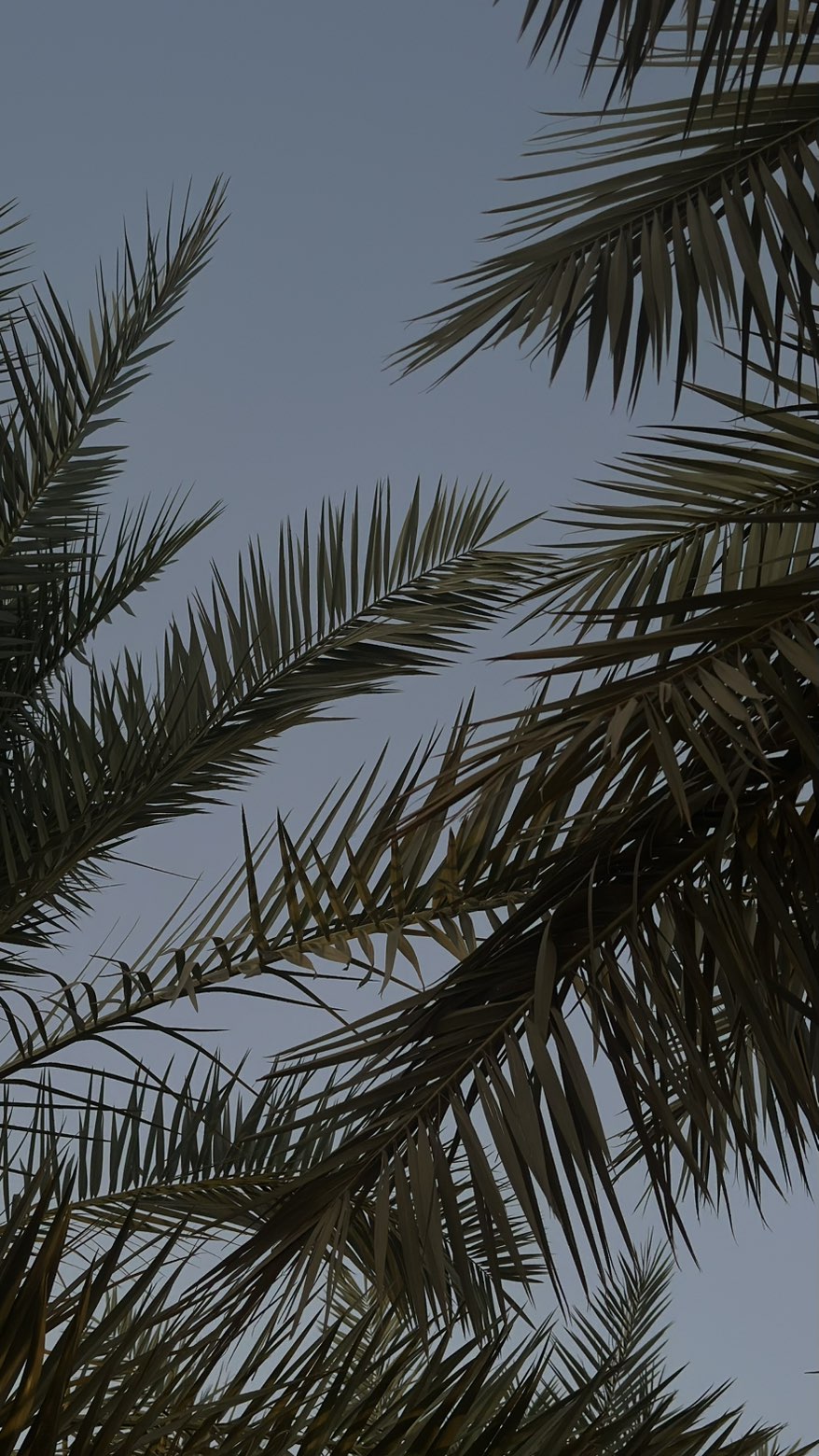 محتوى سناب شات لـ Lama