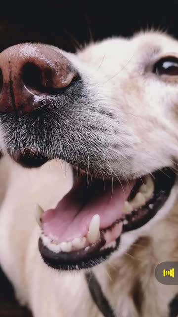 Preview for a Spotlight video that uses the Cute Doggies Lens