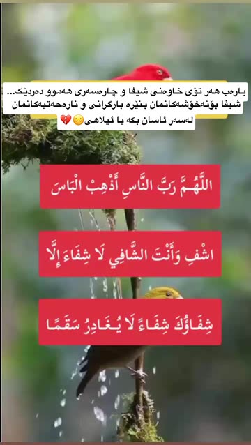 shnahijab