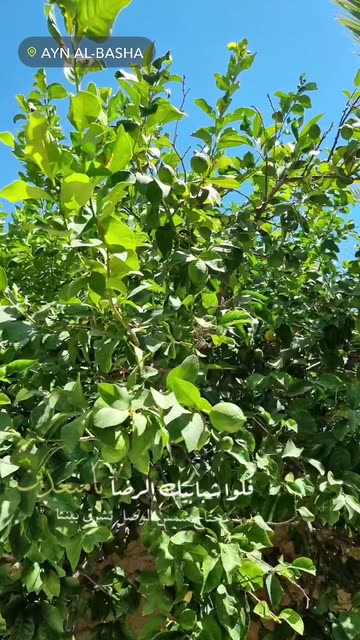 Preview for a Spotlight video that uses the expressions Lens