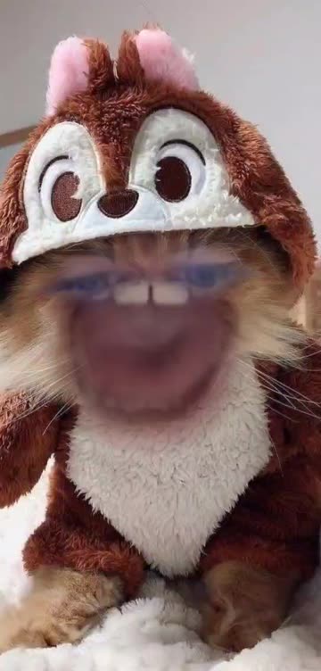 Preview for a Spotlight video that uses the Chipmunk Cat Lens