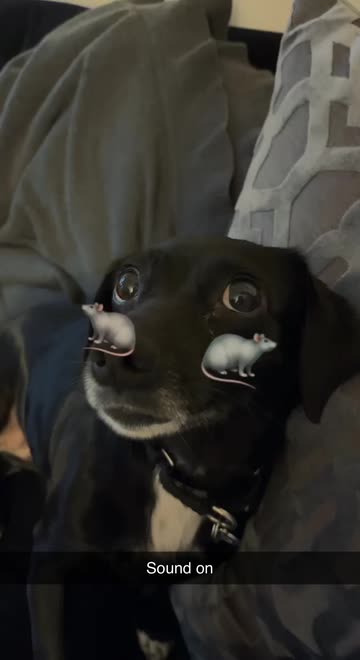 Preview for a Spotlight video that uses the rats Lens