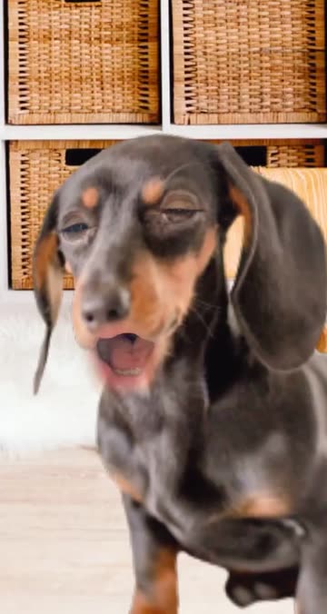 Preview for a Spotlight video that uses the Dachshund at Home Lens