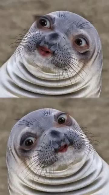 Preview for a Spotlight video that uses the Chatty Seal Lens
