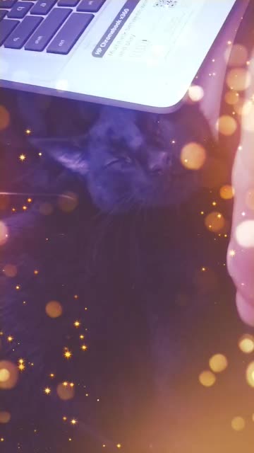 Preview for a Spotlight video that uses the Golden Background Lens