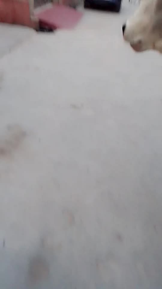 renuraghav8