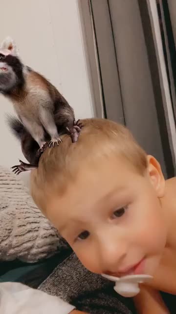 Preview for a Spotlight video that uses the Cute Raccoon  Lens