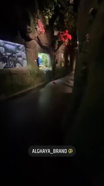 Preview for a Spotlight video that uses the Shark Attack Lens
