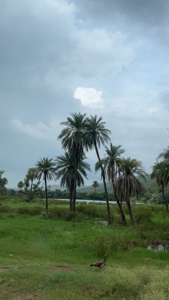 parul0525