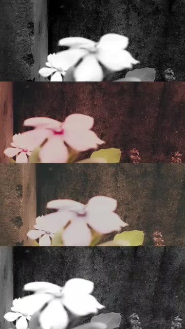 Preview for a Spotlight video that uses the Warm and Cold Lens