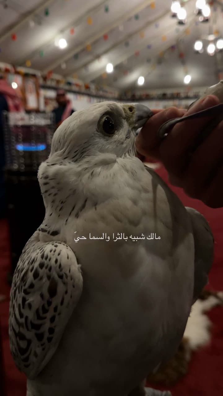 محتوى سناب شات لـ حـآتم بَـن فهـَد