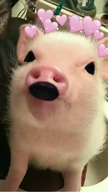 Preview for a Spotlight video that uses the Babi Ngepet Lens