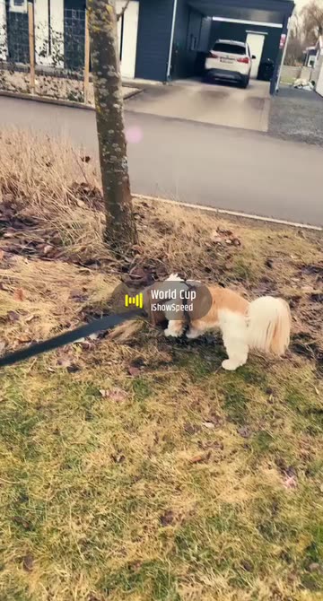 Preview for a Spotlight video that uses the Dod Ears and Hearts Lens