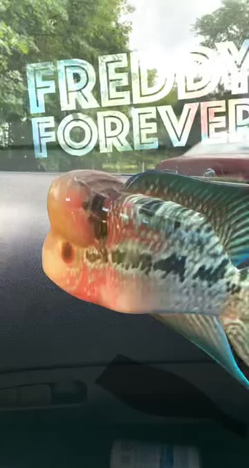 Preview for a Spotlight video that uses the Freddy Forever Lens
