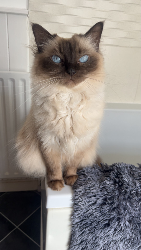priddykittyx