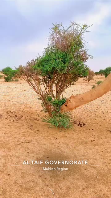 Preview for a Spotlight video that uses the view CAmeL HDR Lens
