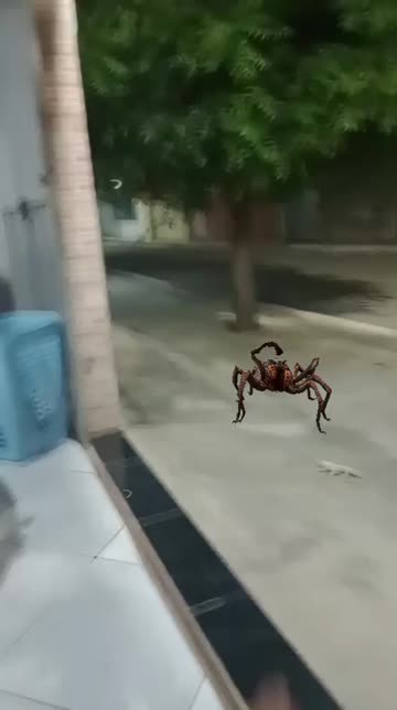 Preview for a Spotlight video that uses the Just a Spider Lens