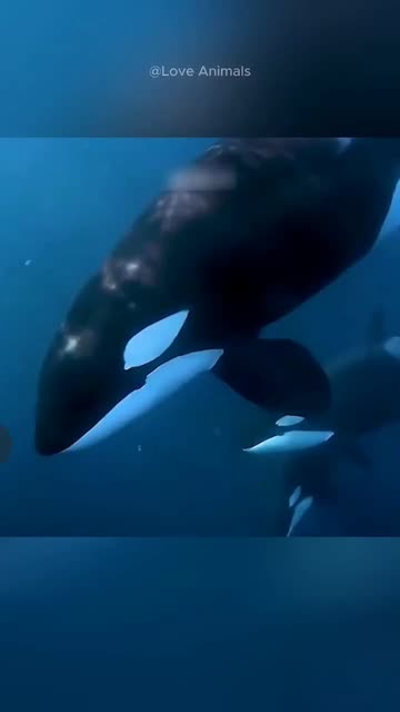 Animals Story