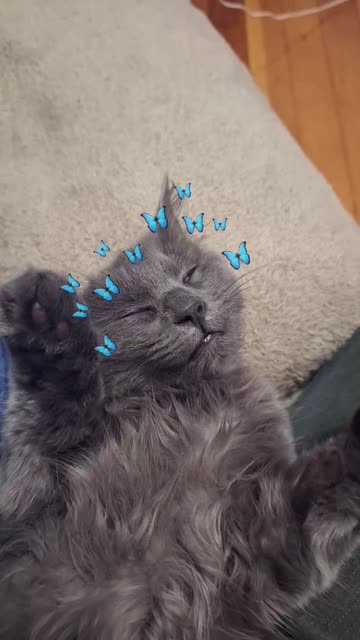 Preview for a Spotlight video that uses the for dogs and cats Lens