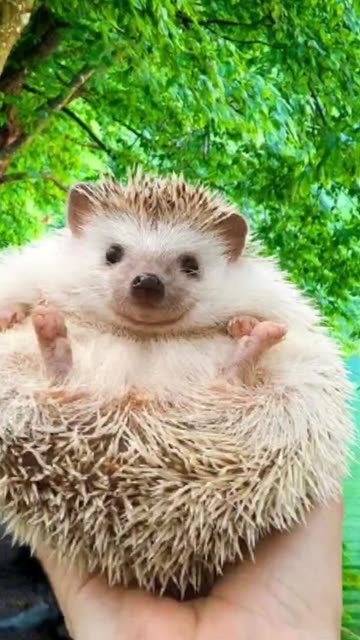 Preview for a Spotlight video that uses the hedgehog Lens