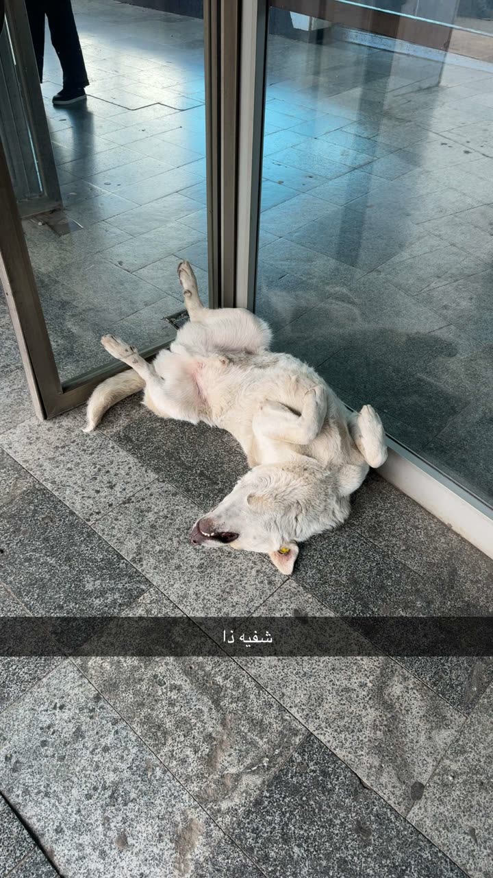 قصة سناب شات للحساب sm.o144 رقم 647