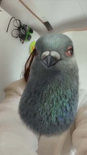 Preview for a Spotlight video that uses the Pigeon Lens