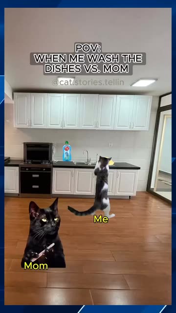 Meme Cat