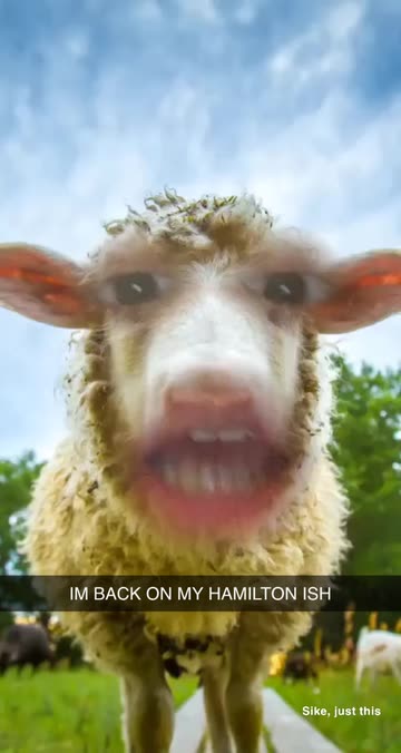 Preview for a Spotlight video that uses the Sheep Face Lens