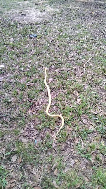 Tha Snakeman
