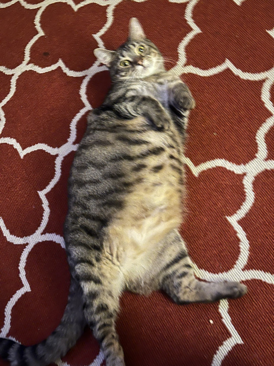 mcurri0084