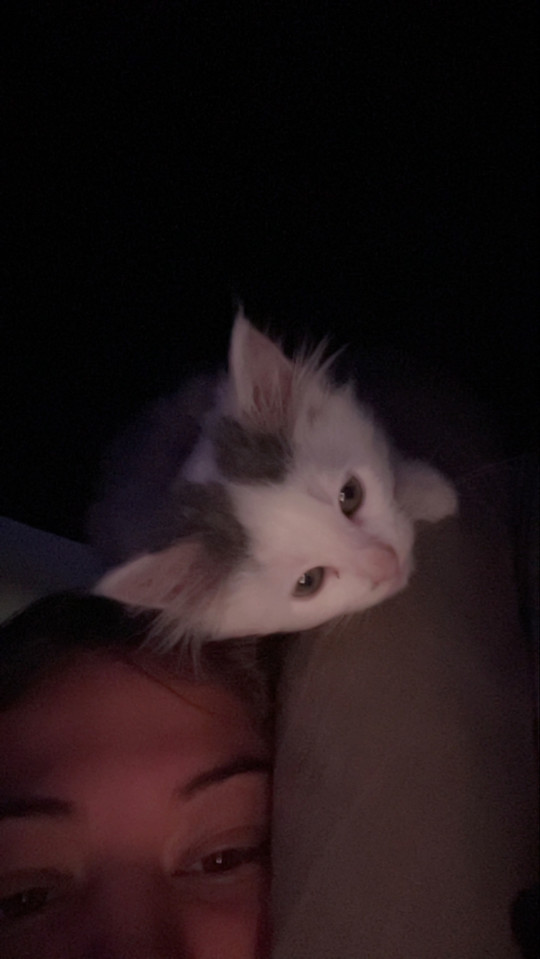 avalyn_rodricos