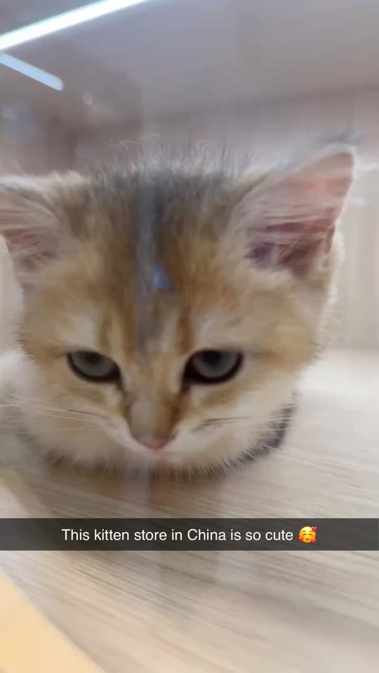 ambermezzy