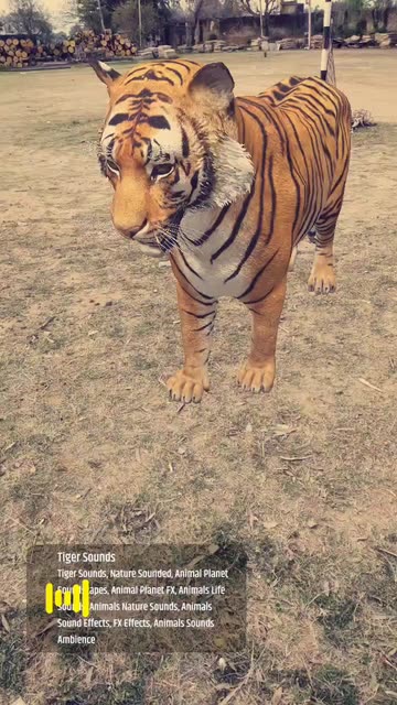 Tiger Sound Effects 