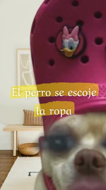 Preview for a Spotlight video that uses the Funny doggies Lens