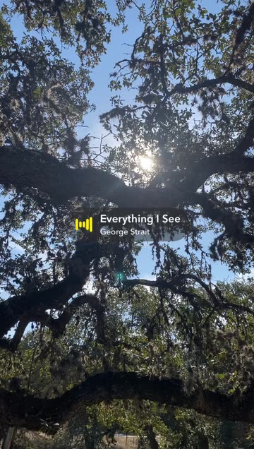 Live Oak Trees Videos