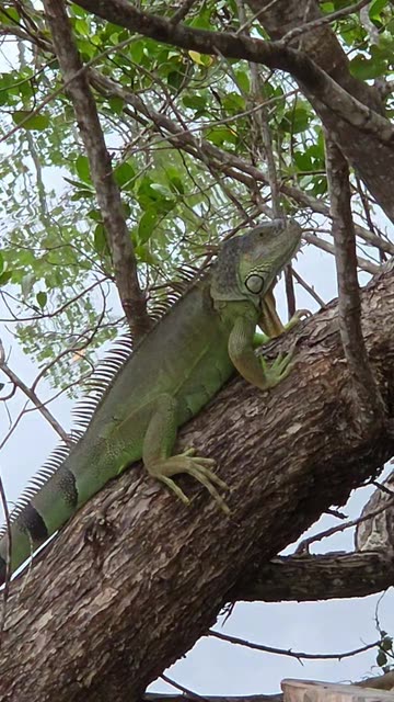 Jess G