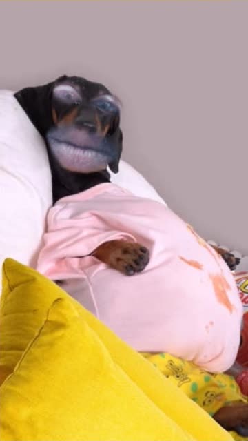 Preview for a Spotlight video that uses the Happy Dog Lens
