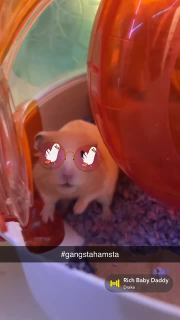 Preview for a Spotlight video that uses the Duck Glasses Lens