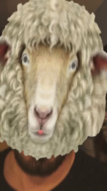Preview for a Spotlight video that uses the sheep Lens